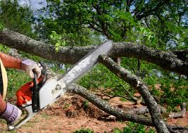 Best Lawn Disease Treatment  in Willits, CA