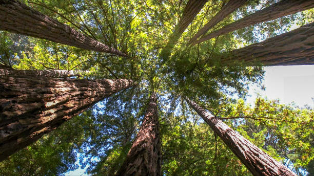 How Our Tree Care Process Works  in  Willits, CA