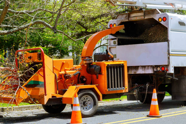 Leaf Removal in Willits, CA