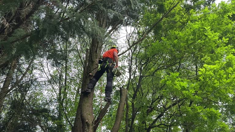 Trusted Willits, CA Tree Removal Experts