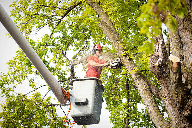 Best Tree Risk Assessment  in Willits, CA