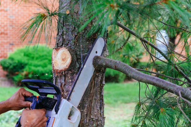 Lawn Pest Prevention in Willits, CA